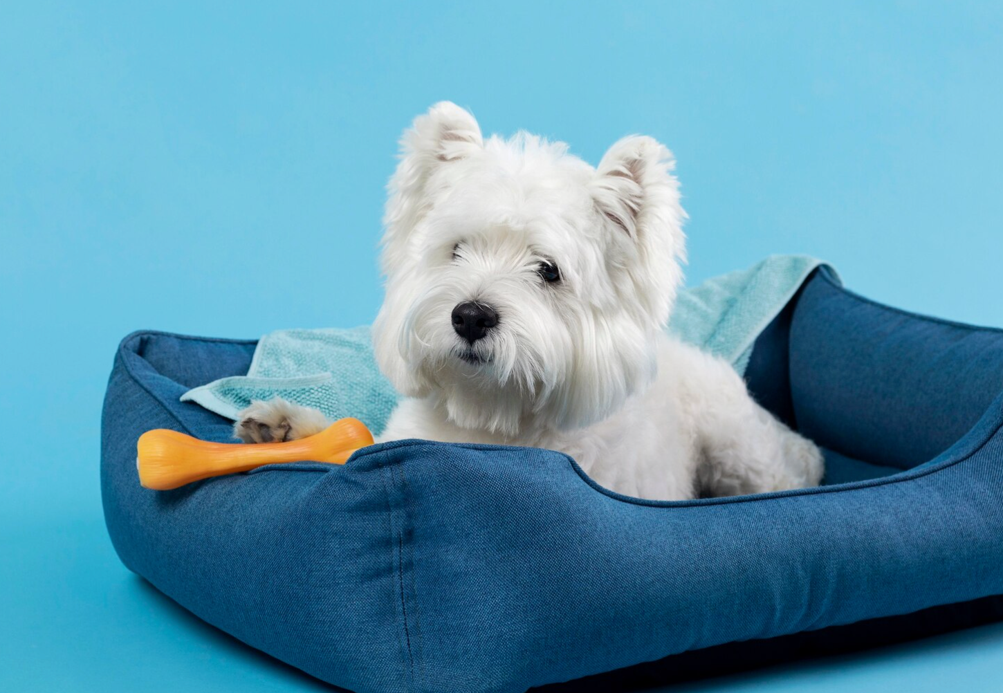 Pet Hotels & Facilities